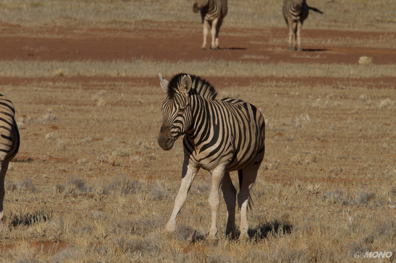 Wolwedans - Namib Rand Nature Reserve