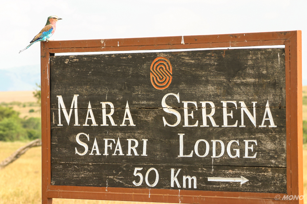 NP-Massai Mara