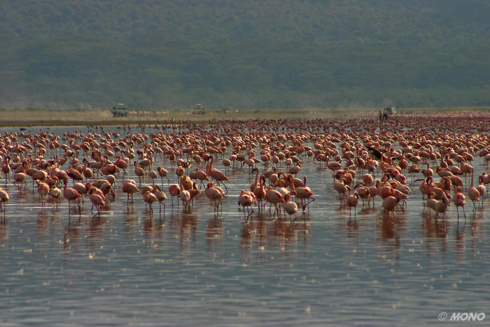 NP-Lake-Nakuru
